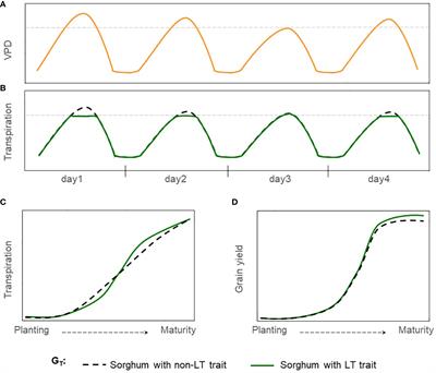 Crop modeling suggests limited transpiration would increase yield of sorghum across drought-prone regions of the United States